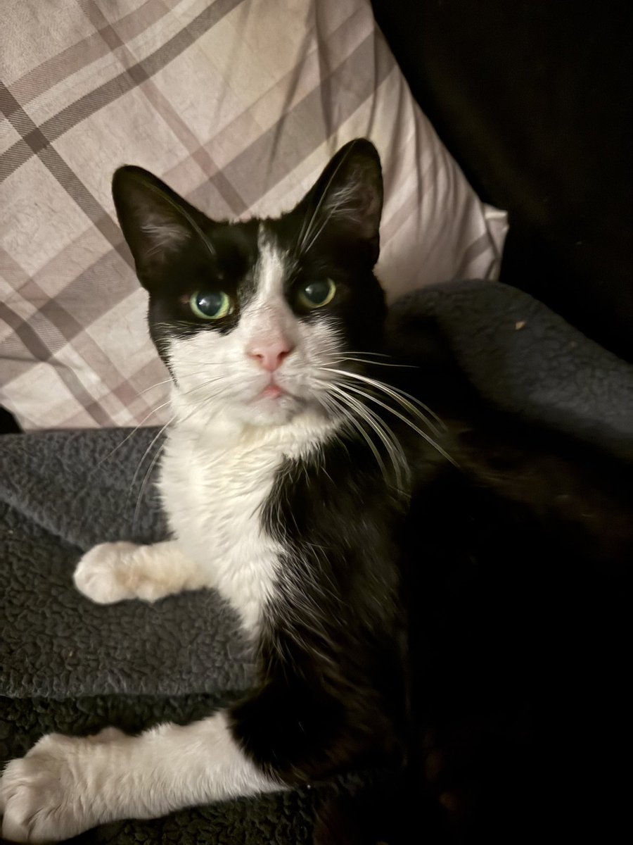 Gerard McDermott KC (@mcdermottkc_) on Twitter photo Night night from this lovely boy who is more and more settled day by day ….. <a href="/ruthgoller/">ruth goller SKYLLA</a> <a href="/CPChiltern/">Chiltern CP</a>
#Theodore Night night from this lovely boy who is more and more settled day by day ….. <a href="/ruthgoller/">ruth goller SKYLLA</a> <a href="/CPChiltern/">Chiltern CP</a>
#Theodore