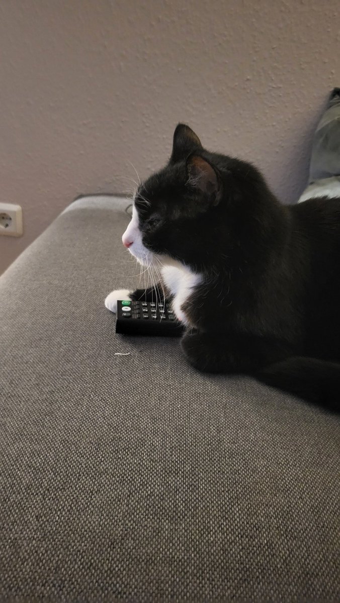 Der Kater bestimmt das TV Programm. Es läuft seine Lieblingsserie.
