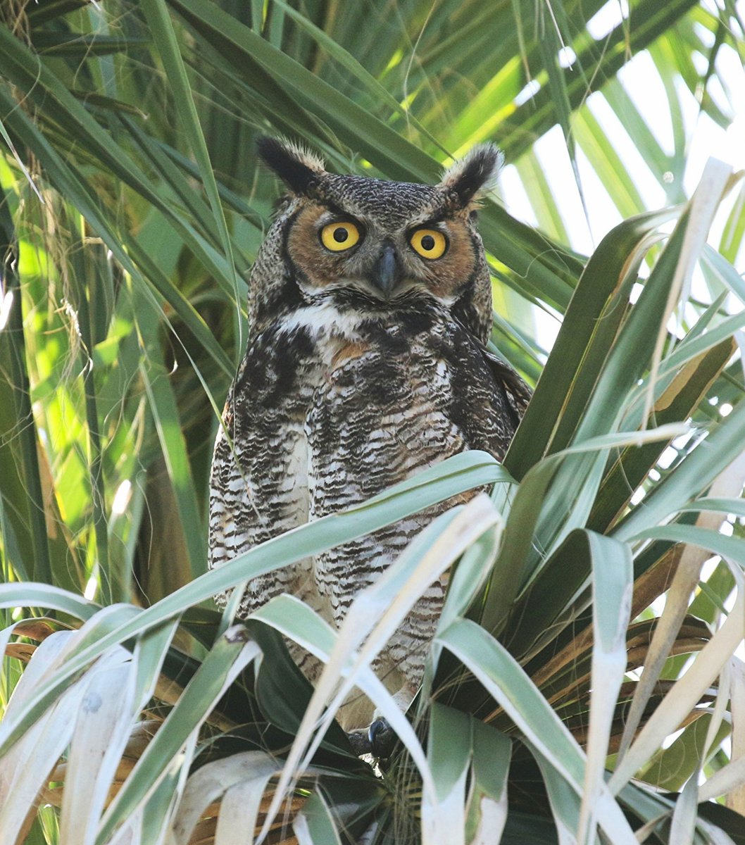 Paul Riddle tweet media