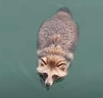 たぬき
