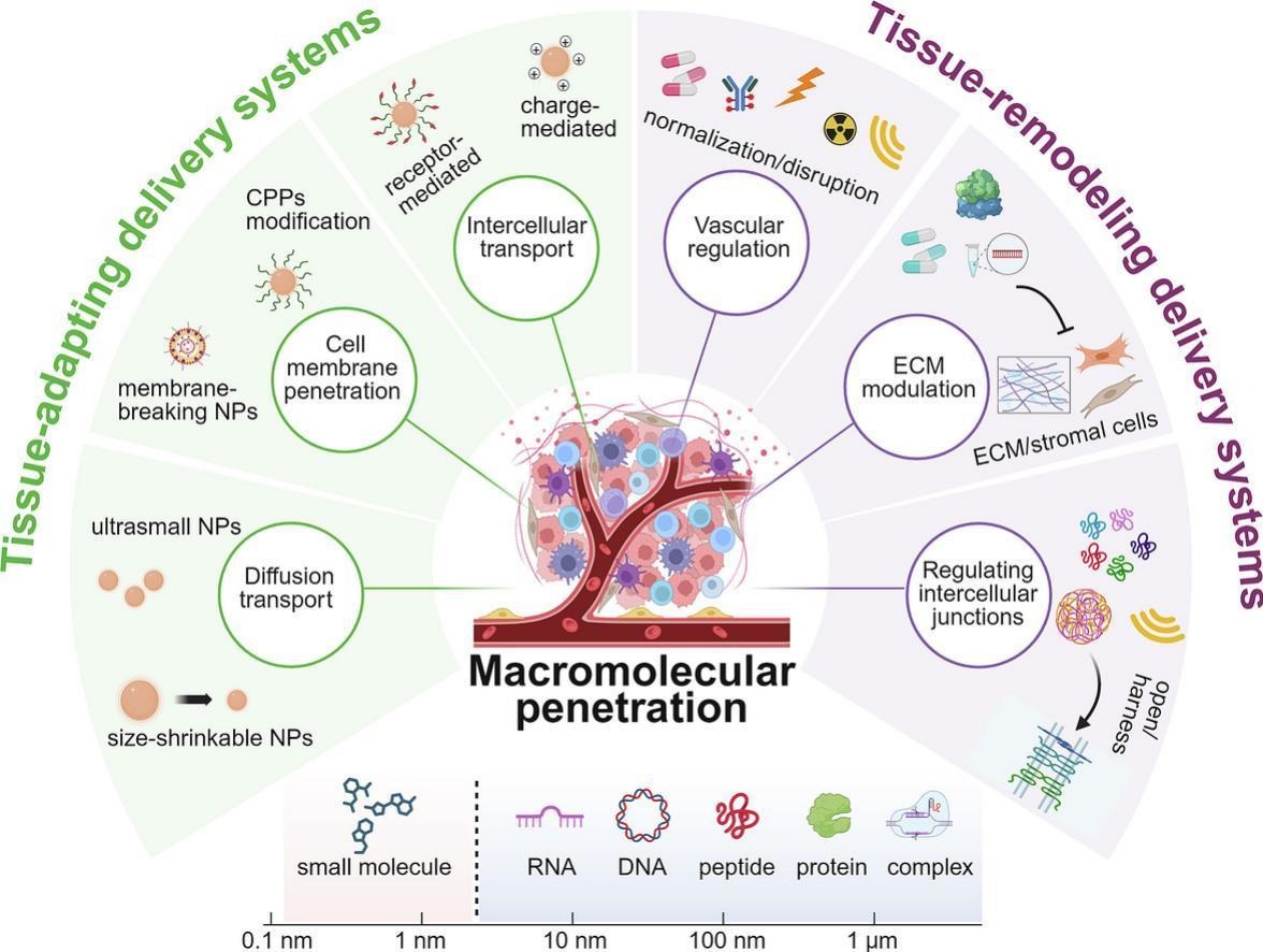 JCRnEDITORS's tweet image. Developing bioinspired delivery systems for enhanced tumor penetration of macromolecular drugs.
| Xianghui Xu @hunanuniv |
[50 days&apos; free access]
#macromolecule #TissuePenetration 
kwnsfk27.r.eu-west-1.awstrack.me/L0/https:%2F%2…