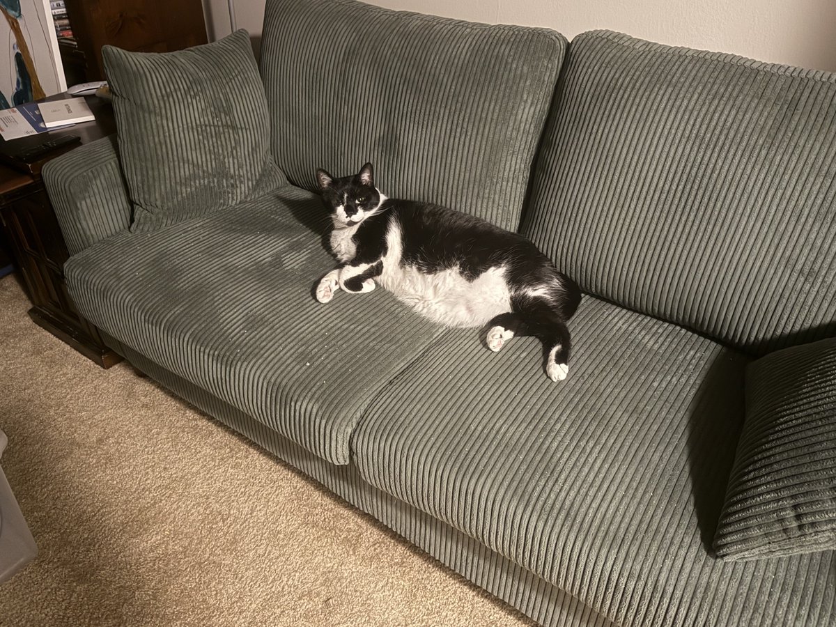 FranAndFiona's tweet image. Sorry, hooman. No room on the couch!
