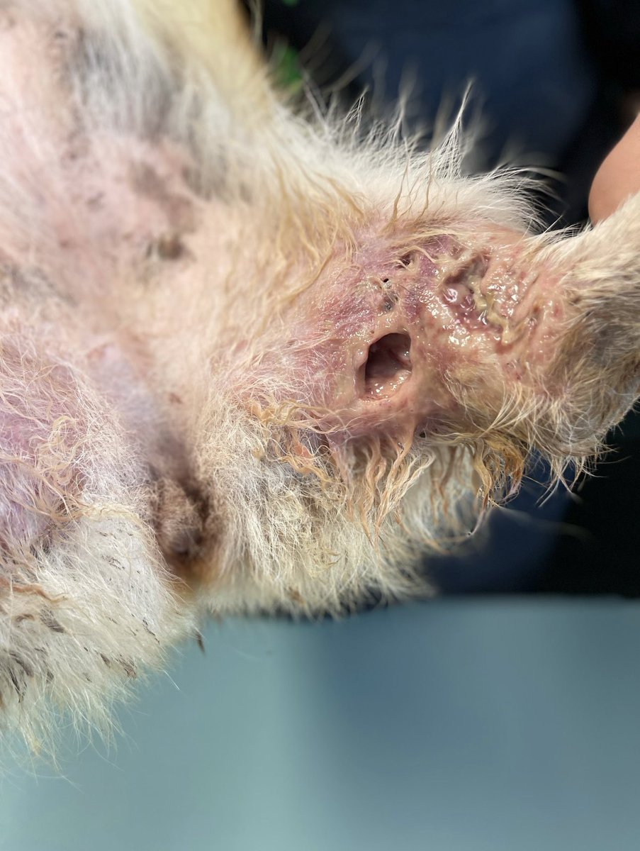 shawn rogers tweet media