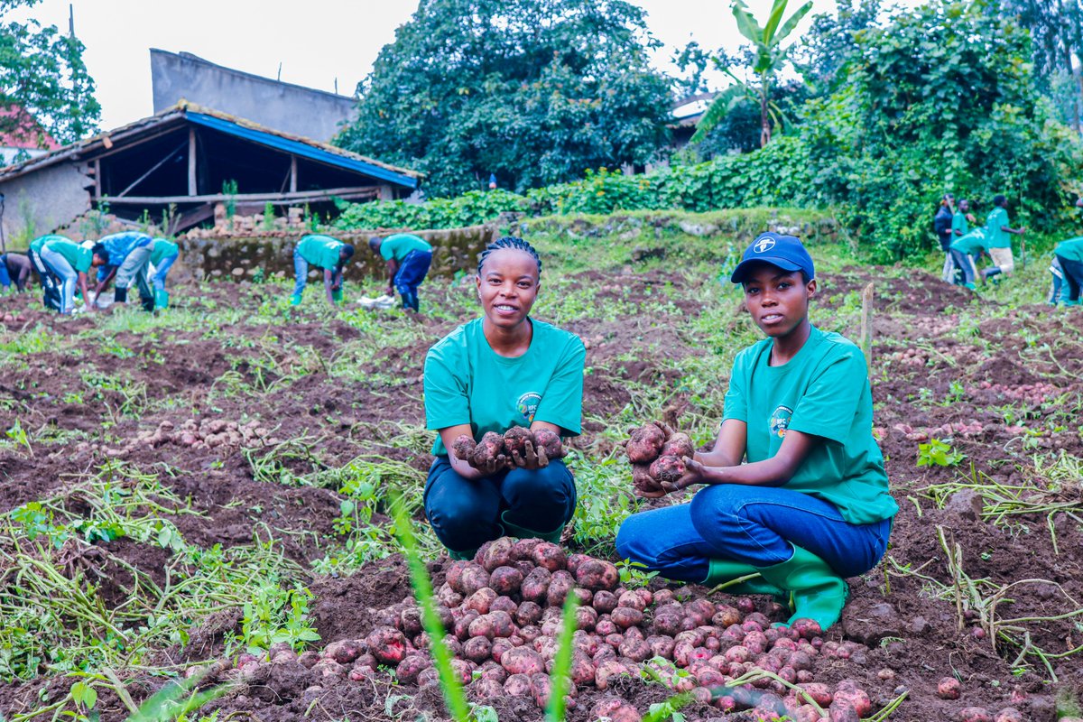 Health_PC's tweet photo. What happens after harvesting Irish potatoes? At Health Promotion Club, we’re not just growing crops — we’re growing sustainability. After a successful Irish potato harvest, we’ve planted beans to restore soil health and nourish our land. @HP_Organi @UR_CAVM @RwandaAgri @FAO https://t.co/yMTAW5iom8