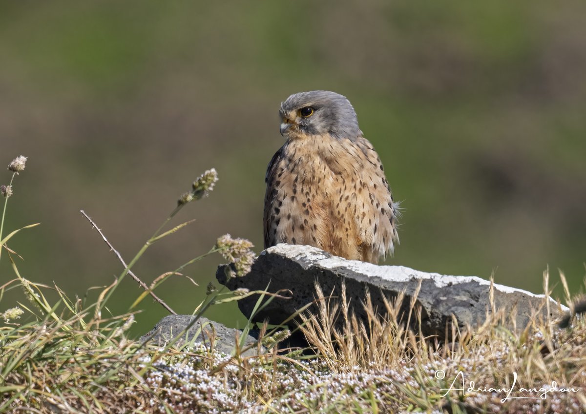 Adrian Langdon (@maxshearwater) on Twitter photo A few birds from an afternoon walk on the coast out at Polzeath. #wildcornwall <a href="/camelbirder/">Derek Julian</a> <a href="/Kernowringer/">Peter Roseveare</a> <a href="/BobBosisto/">Bob Bosisto</a> <a href="/CBWPS1/">Cornwall Birds</a> <a href="/JasminaGoodair/">Jasmina Goodair</a> A few birds from an afternoon walk on the coast out at Polzeath. #wildcornwall <a href="/camelbirder/">Derek Julian</a> <a href="/Kernowringer/">Peter Roseveare</a> <a href="/BobBosisto/">Bob Bosisto</a> <a href="/CBWPS1/">Cornwall Birds</a> <a href="/JasminaGoodair/">Jasmina Goodair</a>