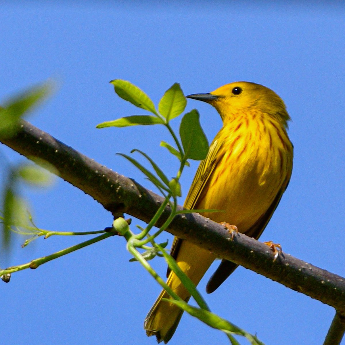 Let’s hear it for the Yellow Warbler! Their song is the soundtrack of Magee Marsh. I always turn off my music, roll down the car windows, and take in their song as I drive down the causeway toward the boardwalk. 💛#MageeMarsh #Birds #BirdTwitter #TwitterBirds