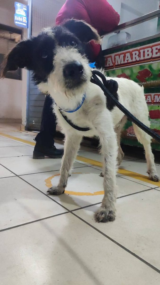 *¡Ayuda urgente para Blanquito! 🐾💔*
Blanquito, un rescatadito del abandono en Villa María del Triunf necesita nuestra ayuda urgente. Se requiere apoyo para pagar su temporal y cubrir sus necesidades básicas.
Info yape 
wa.me/51953921295 <a href="/yayoqui/">yayoqui</a> <a href="/GutyCarreraT/">Guty Carrera</a> <a href="/Paola310/">Paola Pejoves</a>