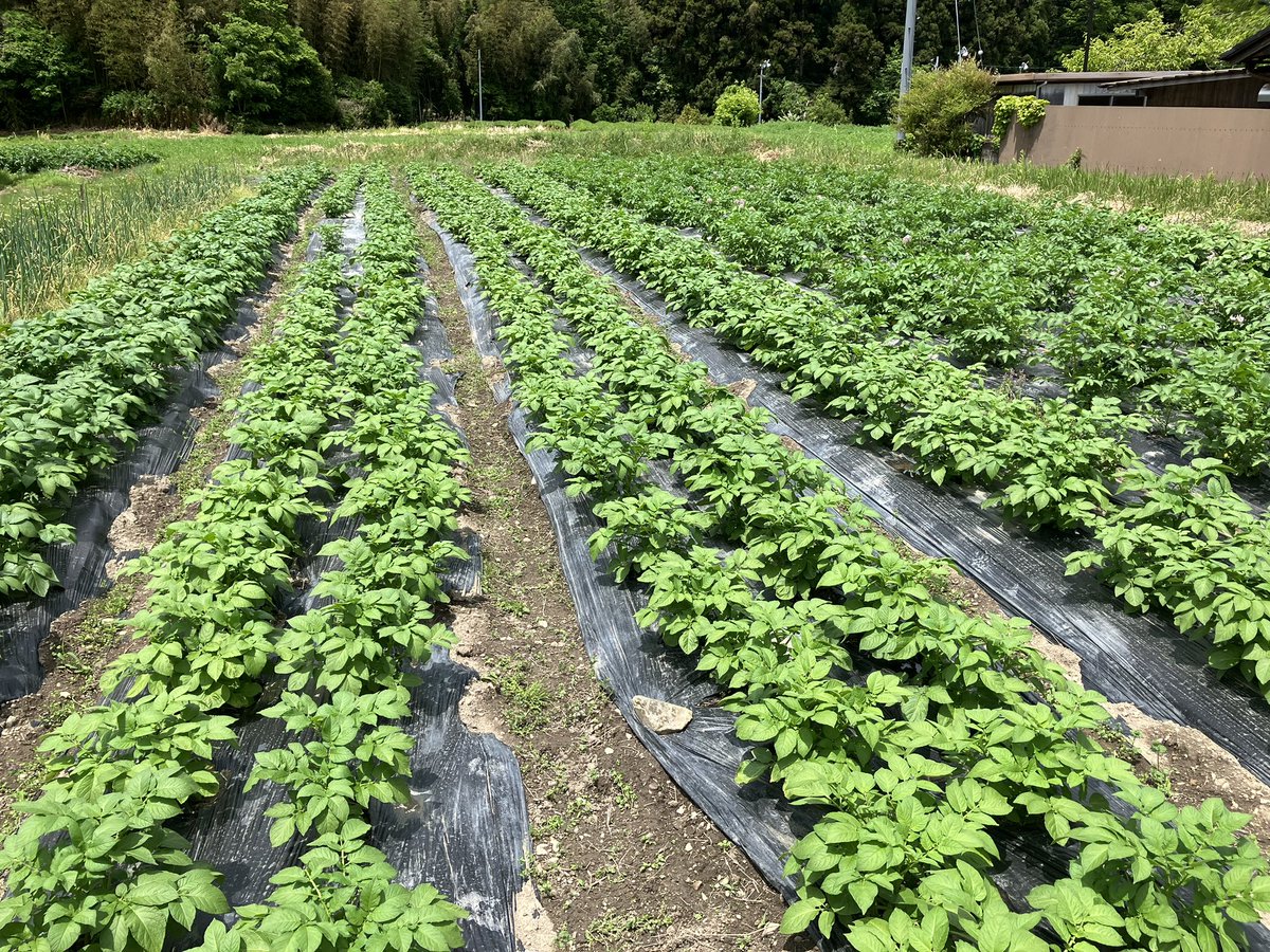 こうやってみると左から2から4列目が肥料ちょっと少なかったことがわかる