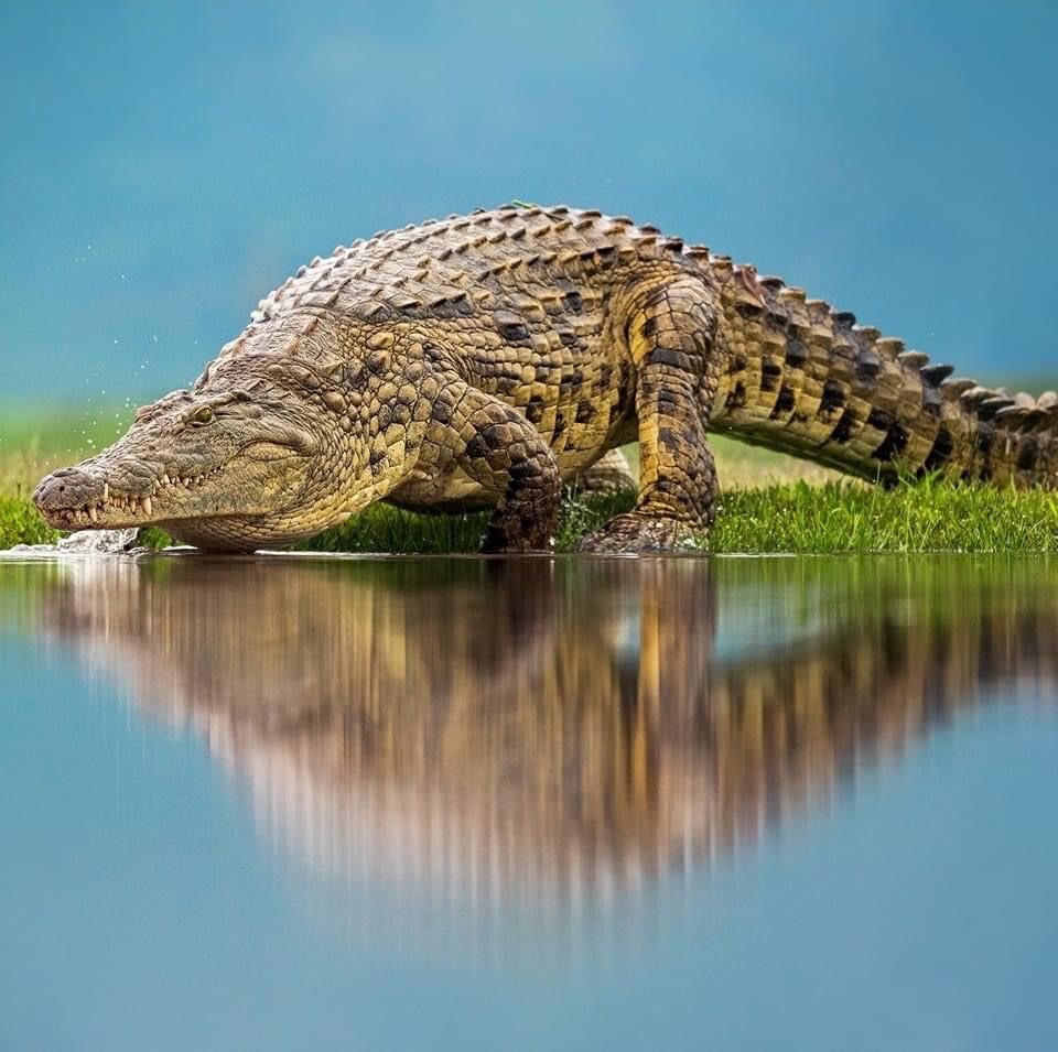 biologia_braba's tweet photo. HORA DA BIOLOGIA BRABA CARALHO! 

motivos pelos quais você não sobreviveria a um ataque de crocodilo! https://t.co/nyTmyP9Oxd