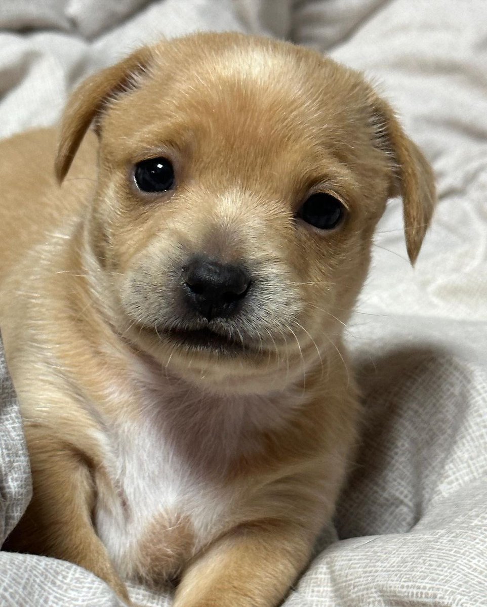💖 (@twaniimals) on Twitter photo 