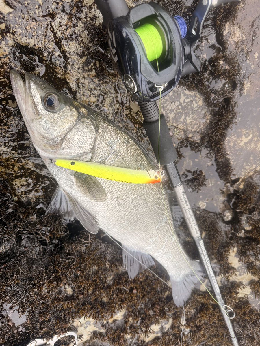 murachio's tweet image. 久しぶりの房総ヒラスズキ