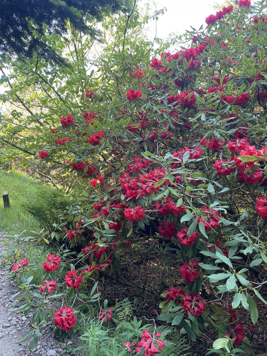 Brilliant day up at Ardkinglas woodlands garden yesterday for the wee man’s birthday. Gruffalo trail was a great wee thing for him 👍