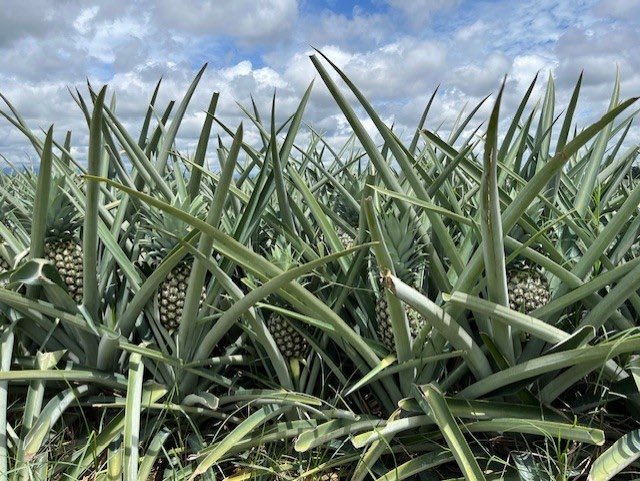 SDWorkingWater's tweet photo. 🎉 A huge thank you to @DoleSunshine for being the Reception Sponsor for our 36th Anniversary Dinner!
 
From the very beginning, they have centered everything around a simple principle: quality, quality, and more quality. Learn more: https://t.co/EEF1CGSlBQ🌎🍍 https://t.co/IPTvZkVSU9