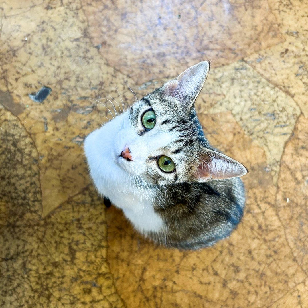 Sage is such a pretty kitty! It’s been fun watching her grow up a little bit 🥰