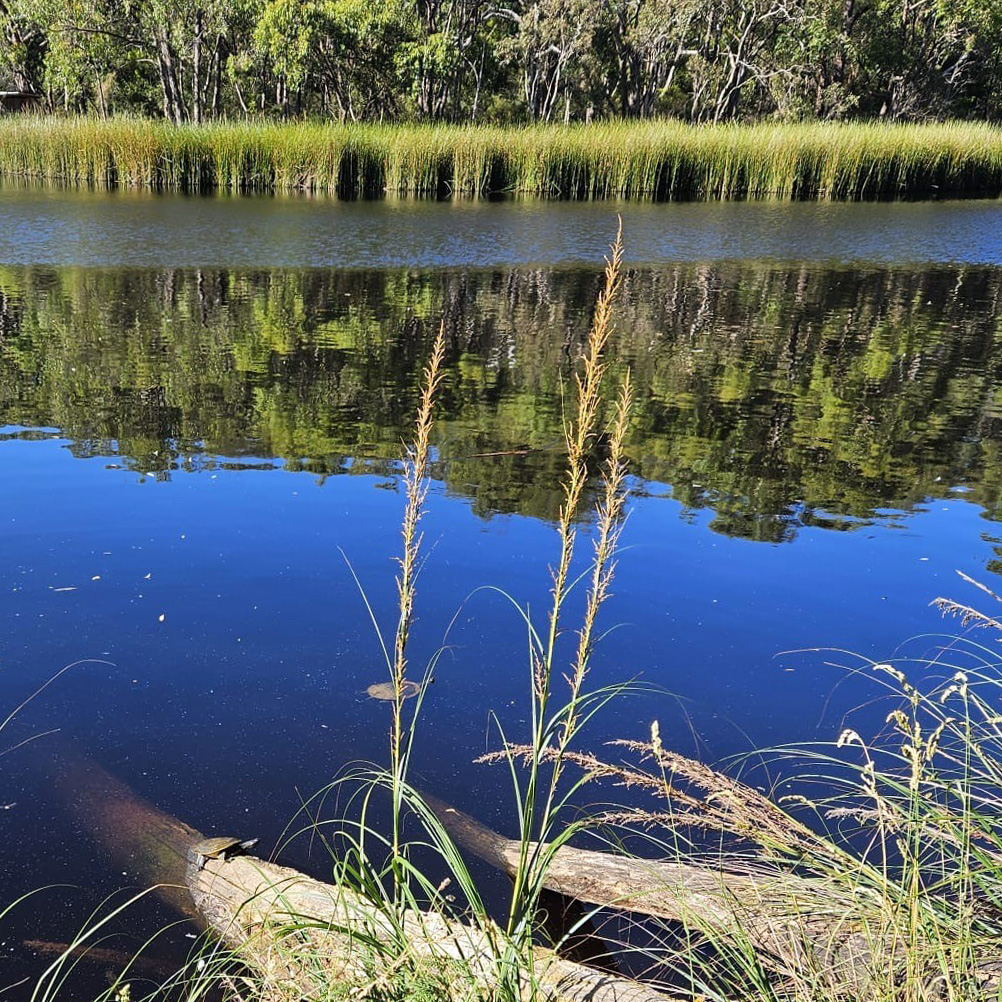 Today is World Turtle Day! 🐢 It's a day to help celebrate and protect turtles and tortoises. 🌿 Have you spotted the tortoises at Woorabinda Reserve? 👀 These shy locals love to bask in the sun on logs, so keep an eye out next time you visit.