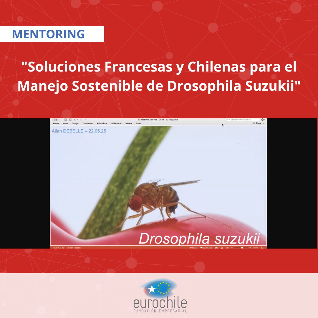 Exitosa jornada en el mentoring “Soluciones Francesas y Chilenas para el Manejo Sostenible de Drosophila Suzukii”, una instancia clave para aprender a combatir de forma sostenible esta plaga que amenaza los cultivos.

#Eurochile #ALINVESTVerde #Mentoring