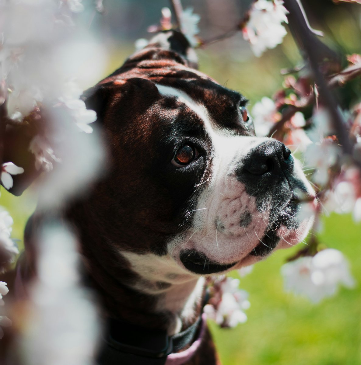 oakhurst_vet's tweet image. Spring has sprung! It's the perfect time to enjoy the great outdoors with your furry friends. From picnics in the park to long walks in the sunshine, there are many ways to make the most of this beautiful season with your pets. 
#SpringtimeFun #PetAdventures #OakhurstVet