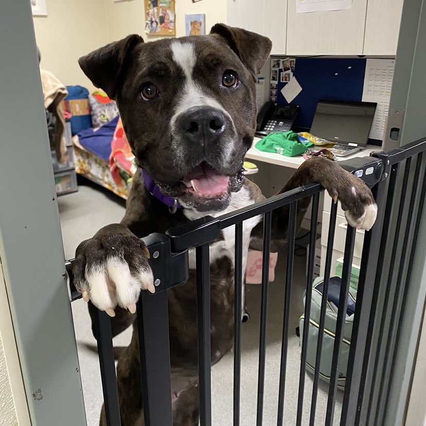 HomewardPetsNJ's tweet image. Meet Valentina! This two year old beauty is full of fun and looking for a family who will take her on adventures and see the world. She is also affectionate and enjoys a good snuggle.
📍 Blackwood, NJ