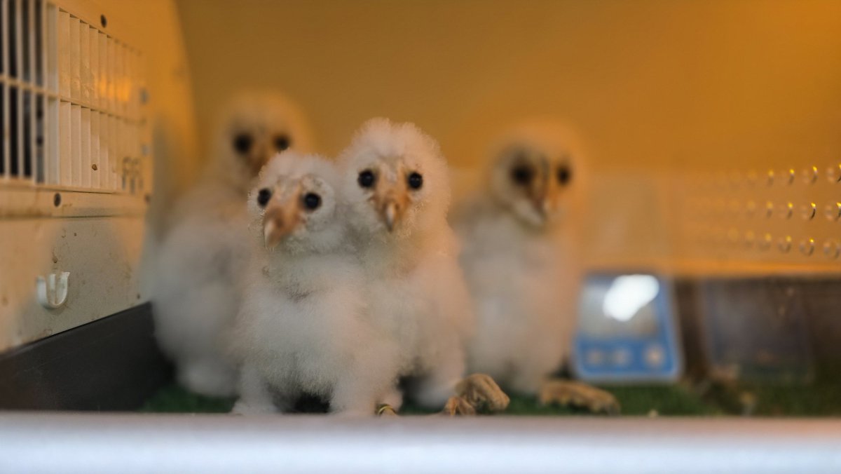 ltdfukurou's tweet image. 🦉いつもご来店ありがとうございます🦉
明日5月24日(土)も12時より、皆様のお越しを心よりお待ちしております！
🌟新しい家族を探しています🌟
写真は、お店でお披露目中のメンフクロウのヒナとアフリカワシミミズクのヒナです✨
 * メンフクロウのヒナ：税込8.8万円
 *…