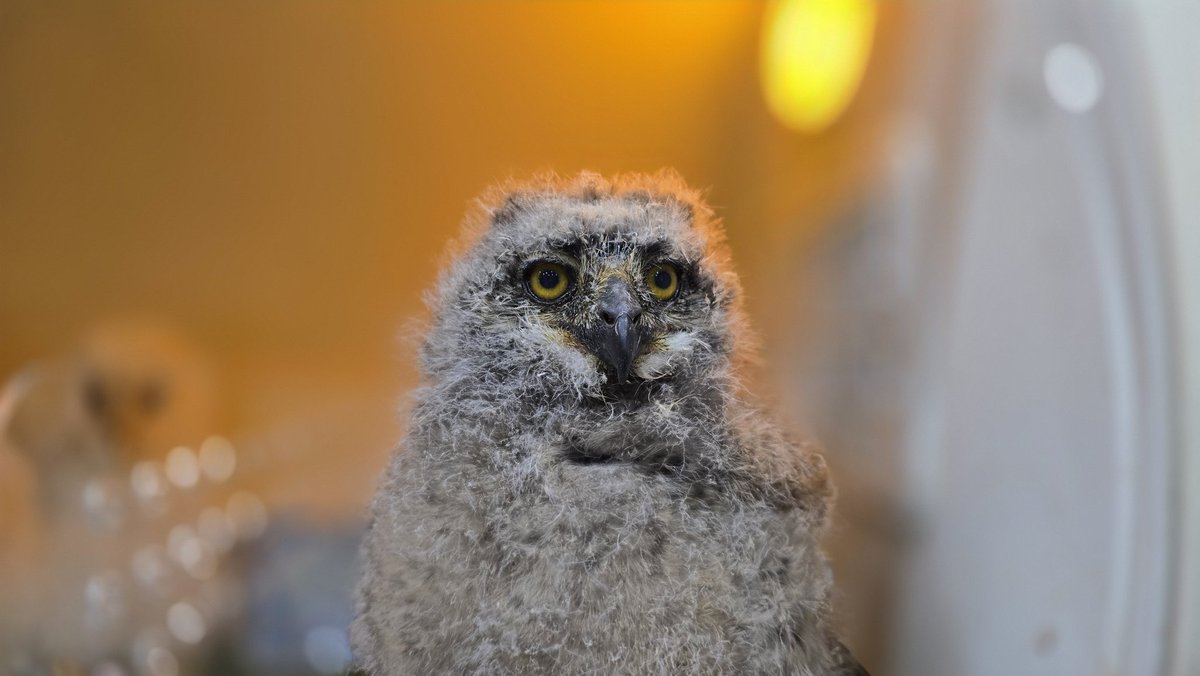ltdfukurou's tweet image. 🦉いつもご来店ありがとうございます🦉
明日5月24日(土)も12時より、皆様のお越しを心よりお待ちしております！
🌟新しい家族を探しています🌟
写真は、お店でお披露目中のメンフクロウのヒナとアフリカワシミミズクのヒナです✨
 * メンフクロウのヒナ：税込8.8万円
 *…