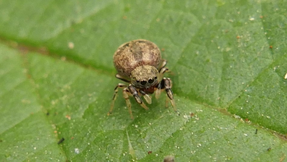 Simon Knott (@sjbknott) on Twitter photo Ballus chalybeius ♀ today in Bengeo garden, nationally scarce woodland salticid but really common here. <a href="/BritishSpiders/">BAS</a> <a href="/Tone_Killick/">TurnFear2Fascination 🇬🇧 🇮🇱 🏴🕷️</a> <a href="/hertsbna/">BNA – Herts branch</a> #OakJumpingSpider Ballus chalybeius ♀ today in Bengeo garden, nationally scarce woodland salticid but really common here. <a href="/BritishSpiders/">BAS</a> <a href="/Tone_Killick/">TurnFear2Fascination 🇬🇧 🇮🇱 🏴🕷️</a> <a href="/hertsbna/">BNA – Herts branch</a> #OakJumpingSpider