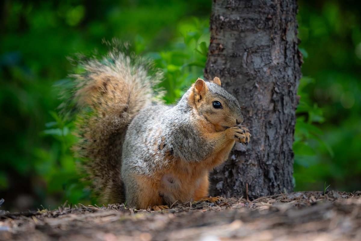 TedSilvius's tweet photo. I don’t usually shoot portraits, but when I do, they’re the furry, squirrelly kind.  #MamaSquirrel https://t.co/N420F3RJqx