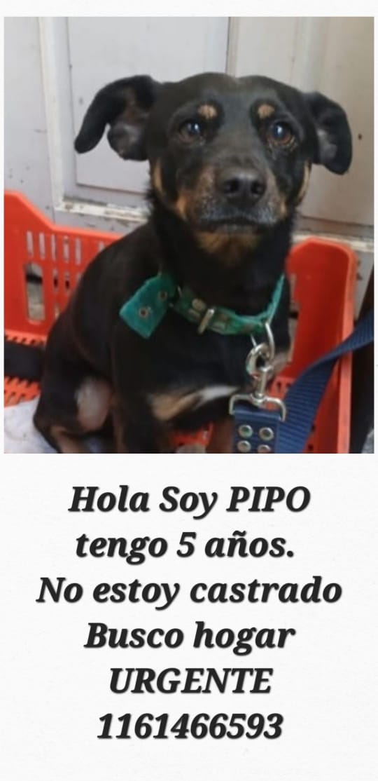 Tabyta201's tweet photo. ❤️PIPO ESPERA POR UNA FAMILIA RESPONSABLE QUE LO ADOPTE🏡 https://t.co/quZNXNrzbb