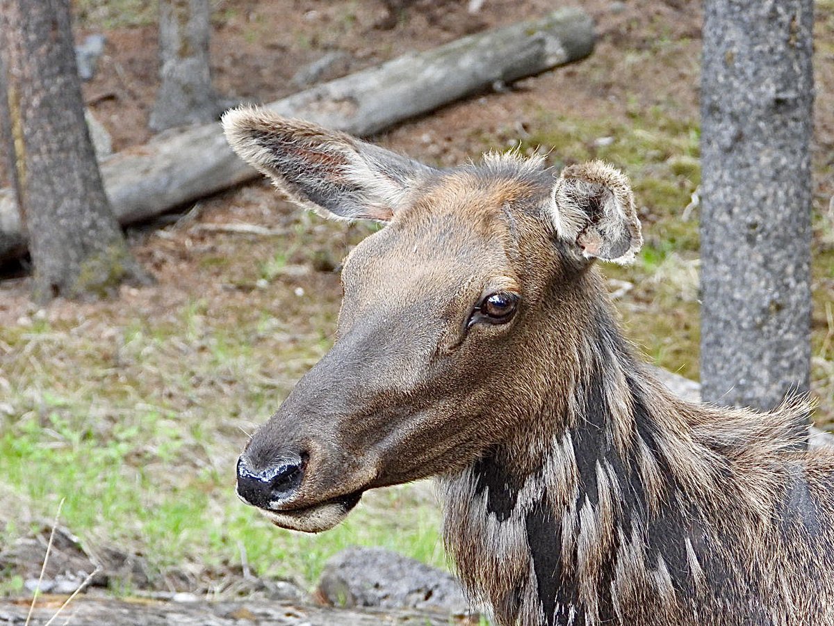 The Elk were very shy and retiring in Banff today!