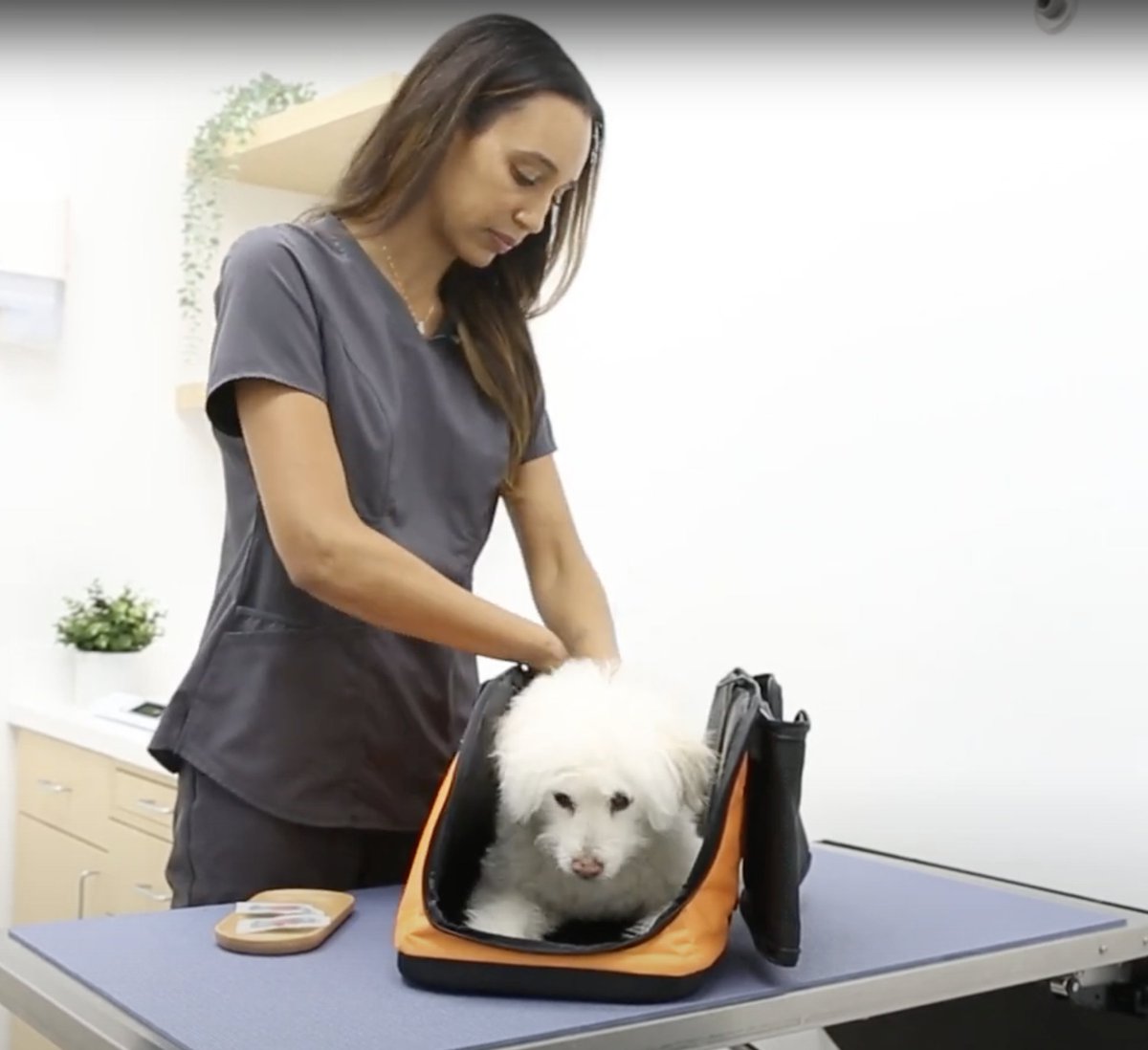 What is acupuncture for pets? What are the benefits? Dr. Lindsey Wendt, a veterinarian specializing in conventional and holistic medicine at Crystal Lotus Veterinary Care explains and demonstrates on Maggie in this video 🎥 Sleepypod.info/AcupuncturePets 

⭐️ For acupuncture to be