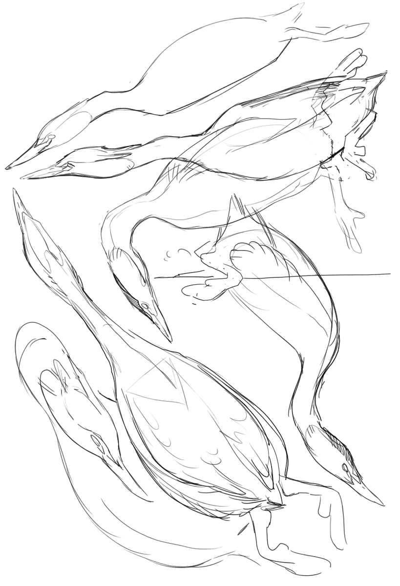 My next tutorial for my Patreon, is how to draw birds from the imagination! Here are some Great Crested Grebes from study and then my imagination of wanting it swimming and diving.
