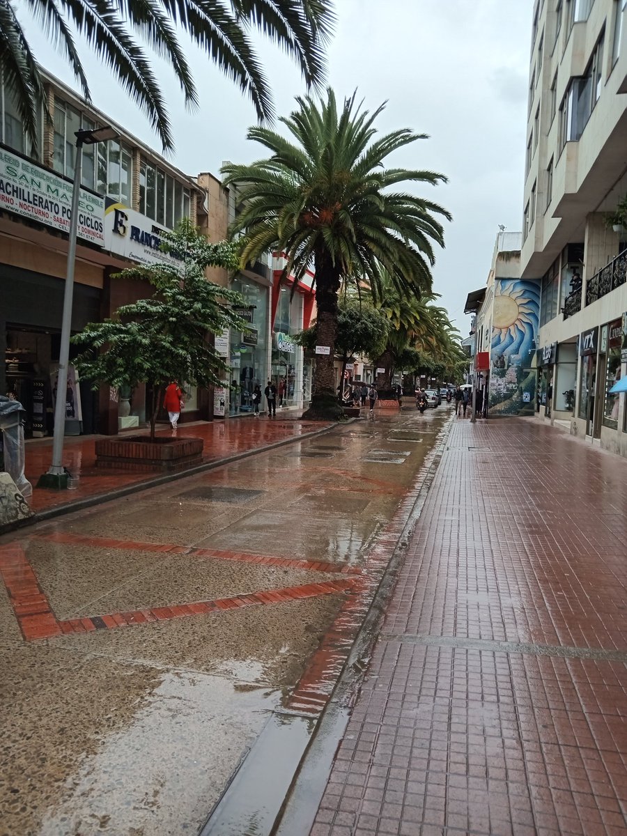 vivesugamuxi's tweet photo. #PalmasHablan
Sobre la 1 pm culminó APA
Sobre solicitud de tala palmas canarias de cra 11 en Sogamoso

Mi balance:
1.@AlcSogamoso  no logró fundamentar pese a apelar principio de precaución el riesgo de caída de las 32 palmas 🌴 

2. Quedo claro para la ciudadanía  asistente que los conceptos rendidos por contratista de @AlcSogamoso  han sido ambiguos además de contradictorios. Así lo dejó claro @PGN_COL a atraves de su delegada ambiental en Boyacá.

3. El expediente que se tramita ante @Corpoboyaca por orden judicial contiene  graves errores de información, empezando por la equivocada identificación de la palma. @diegoroanino79 

En mi opinión ciudadana el tramite en curso no puede concluir sino con un rechazo por parte de  la autoridad ambiental. @yeimyeche