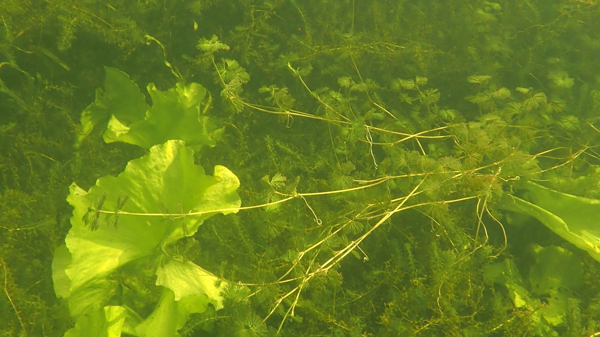 numenini's tweet photo. This stretch of Cut-Off Channel Wretton had quite a lot River Water-Dropwort (Oenanthe fluviatilis), a few Fan-leaved Water-crowfoot (Ranunculus circinatus), lots #invasivealien Nuttall's Waterweed (Elodea nuttallii) &amp; I wonder if these are leaves of Arrowhead unfurling? 8/15 https://t.co/41Vv5N5jtr