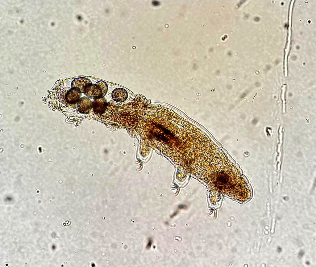 criordor's tweet photo. Hoy es el día internacional de la diversidad biológica, la visible y la invisible 🌵🦩🦠 En los #salares hay una alta diversidad de invertebrados acuáticos altamente adaptados a condiciones extremas de salinidad y radiación solar. La vida profunda. https://t.co/rPu1KTYAhc