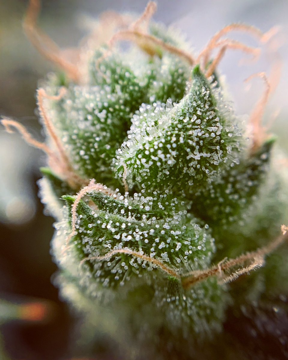 skunkcityseeds's tweet photo. GH/Big Buddha Cheese with her trademark peachy pink pistils ๐ง the type of loud that fills the room with a lingering stench from only having the jar open for 2-3 seconds #cannalegend #ukcheese https://t.co/e72rrtKHLg
