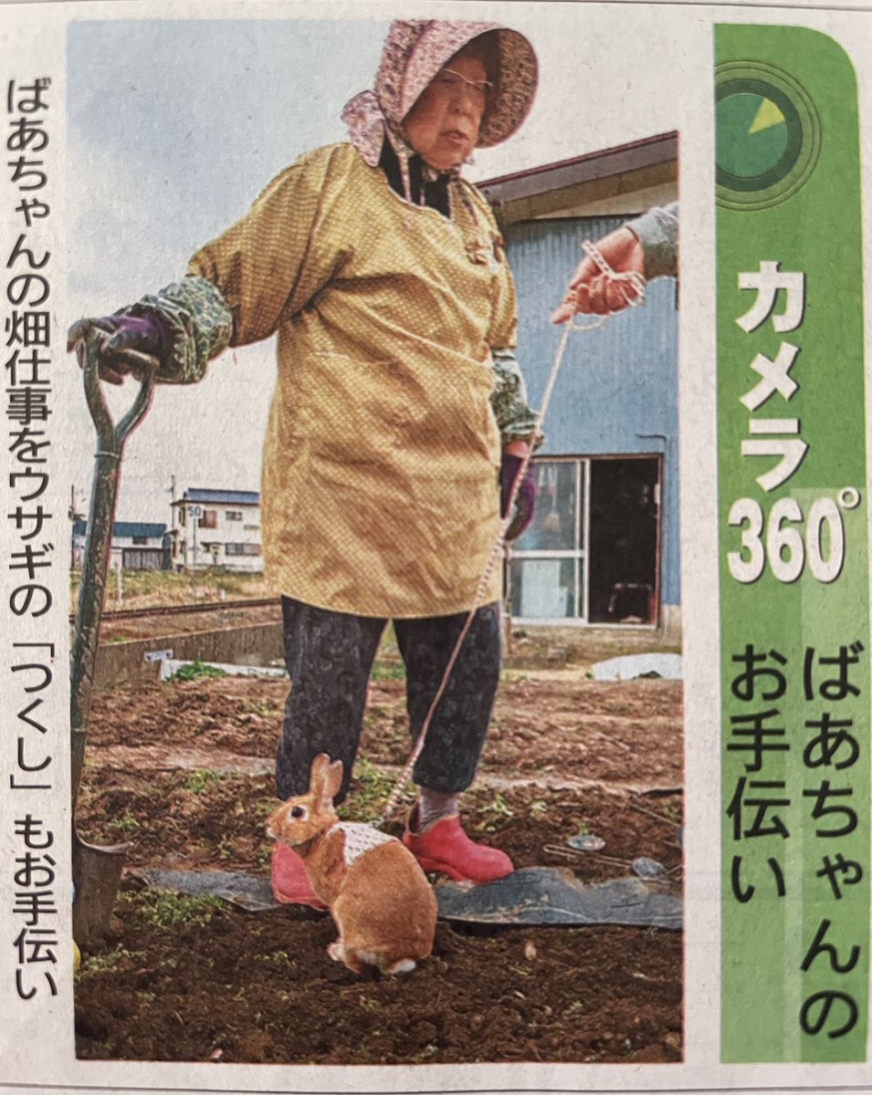 shoji_7's tweet image. 今朝の新聞で見つけてほっこり☺️ホリホリしてお手伝いしたのかな〜