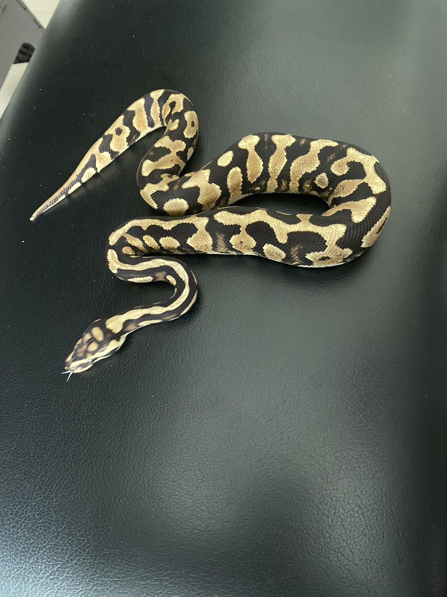 Pine_BallPython's tweet image. ãã®ãµã€ãã®æããã¡ããã¡ããããŠãðâšâšâš
ã¹ãããããŒãºç¬ç¹ã®è²å³ïŒãçµæ§ãã
ããŒã«ãã€ãœã³ã«åºäŒããŠæ¯æ¥ã楜ããã§ãððâšâš