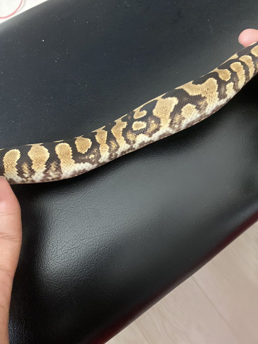 Pine_BallPython's tweet image. ãã®ãµã€ãã®æããã¡ããã¡ããããŠãðâšâšâš
ã¹ãããããŒãºç¬ç¹ã®è²å³ïŒãçµæ§ãã
ããŒã«ãã€ãœã³ã«åºäŒããŠæ¯æ¥ã楜ããã§ãððâšâš