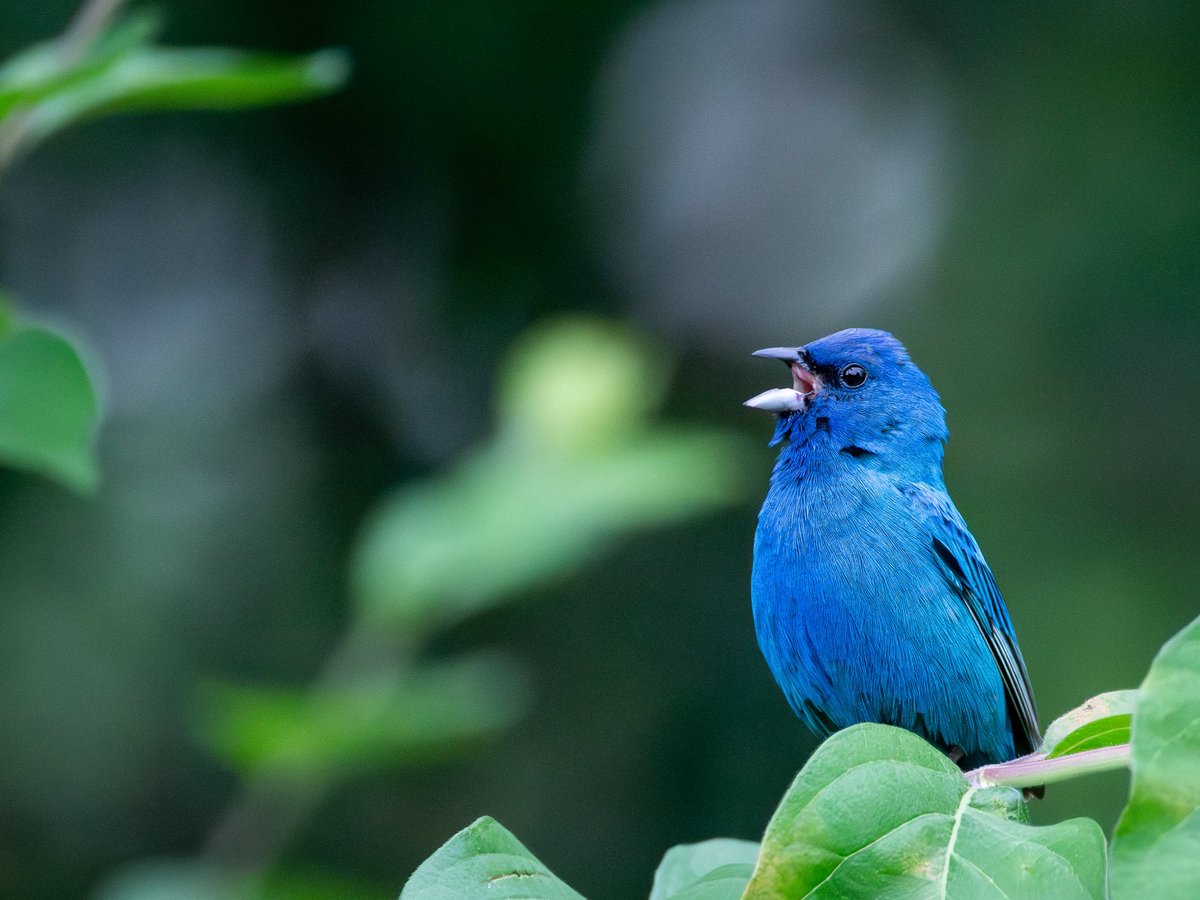 Tennessee Bird Guy tweet media