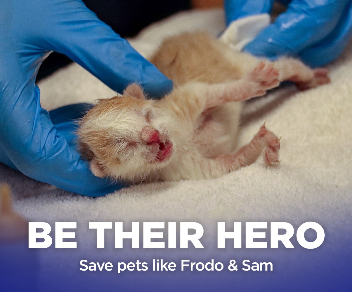 A pair of newborn kittens are fighting for their lives and you can be their hope.  

my.animalcenter.org/campaign/69205…