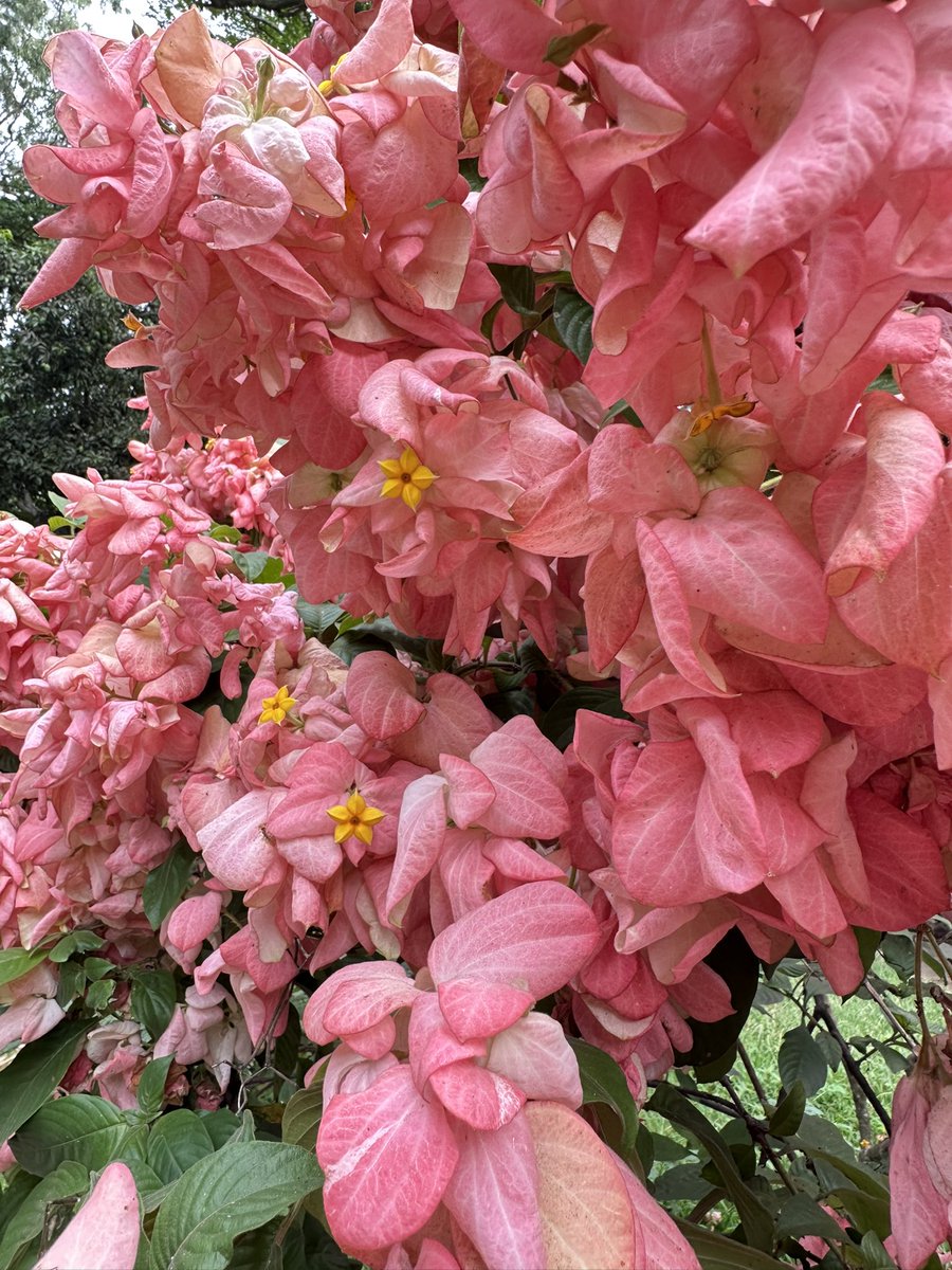 vrundavs's tweet photo. My iPhoto with help of Siri says
This is bangkok rose…
I ain’t sure
But this shrub in all pink looked gorgeous 💝
#fridayflowers #vrupix #pinkispretty https://t.co/zvyDycPcRT