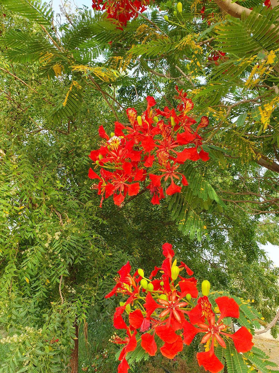 صباح الخير ما شاء الله ... بداية تزهير البونسيانا☘️☘️