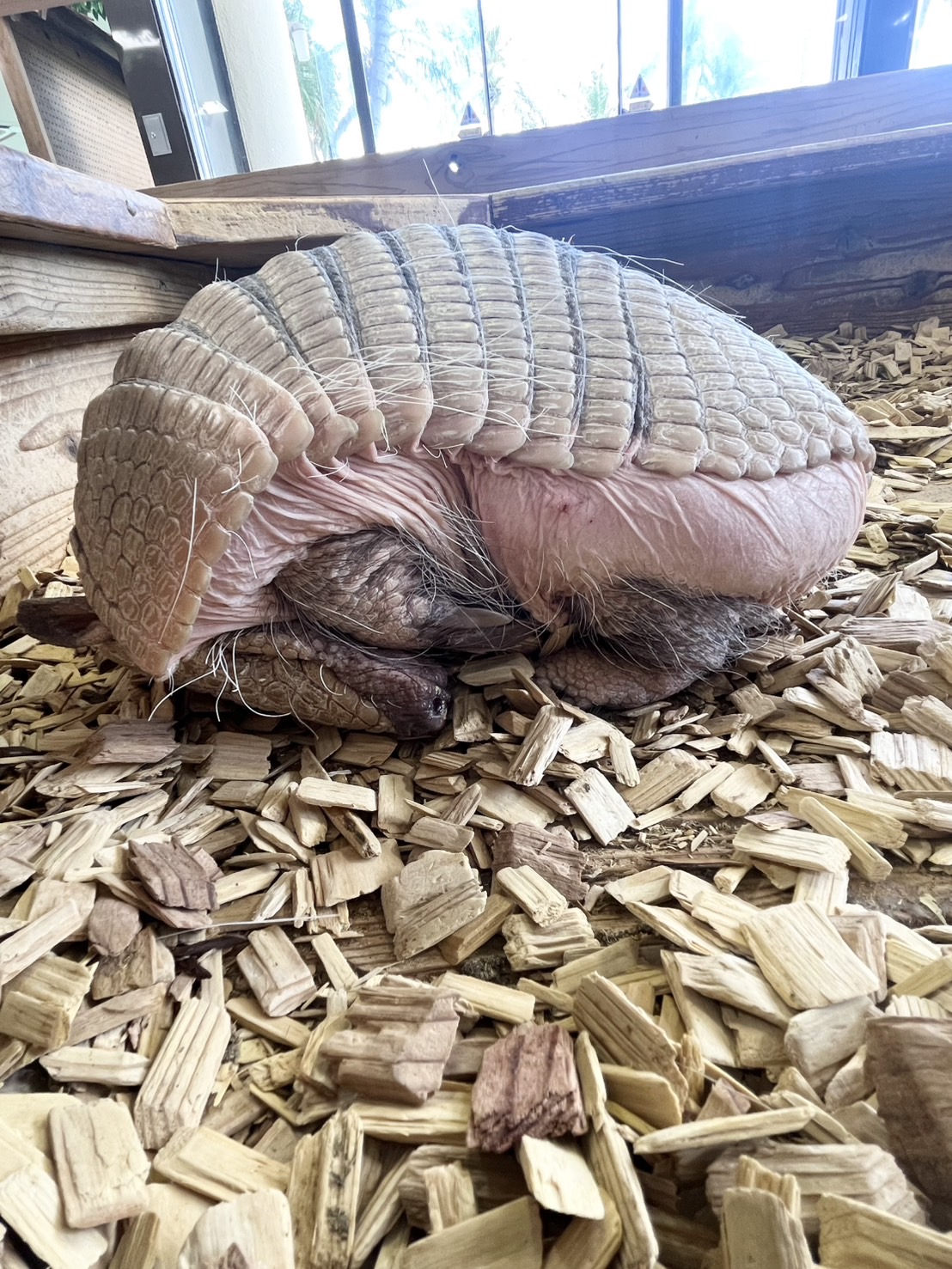 ぬいぐるみ カピバラ 大サイズ 美らヤシパークオキナワ 東南植物