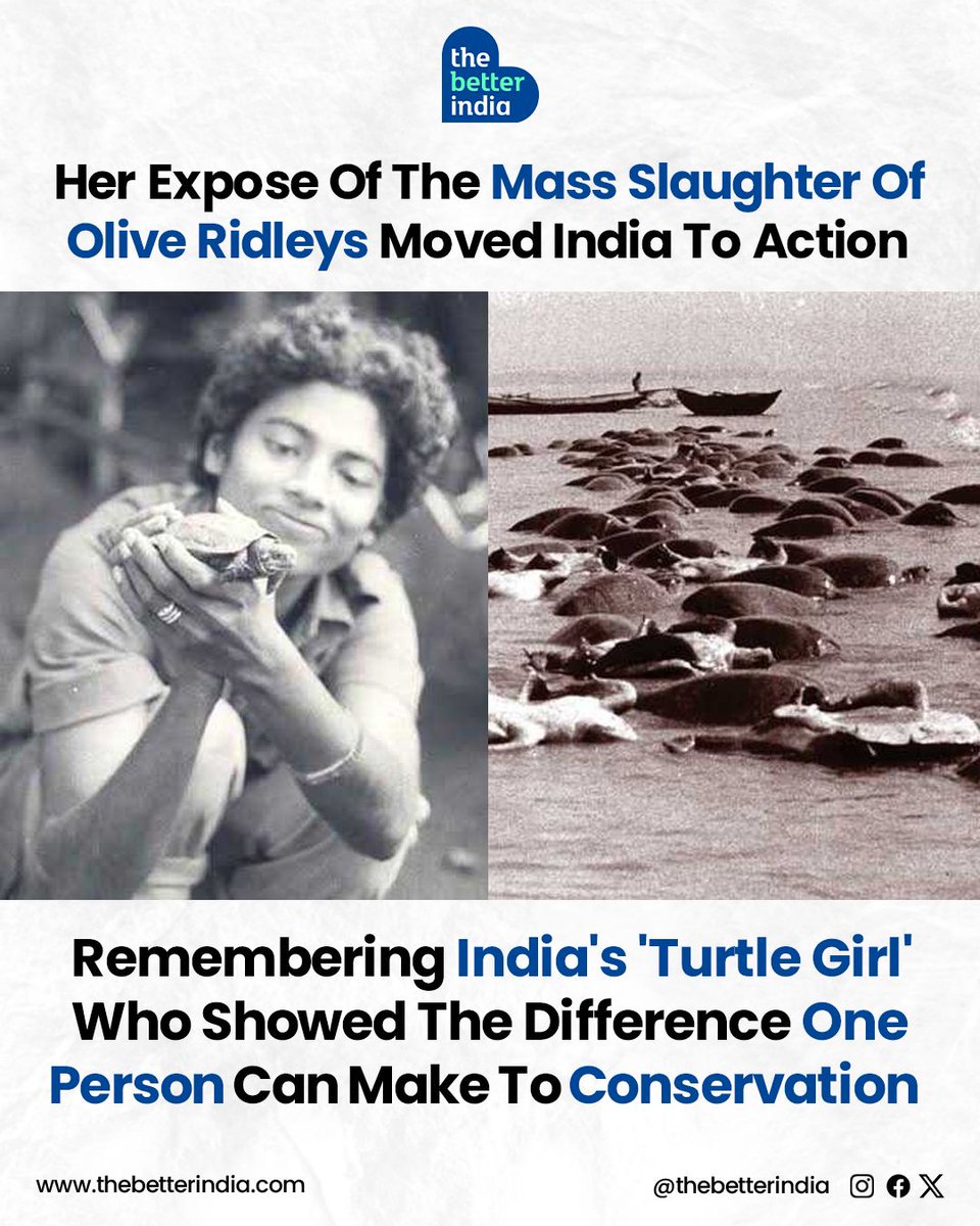 thebetterindia's tweet photo. Starting as a 19-year-old volunteer, J. Vijaya exposed massive turtle poaching in India through powerful photos. Her work led to a government ban on sea turtle hunting and lasting protection policies.
#WorldTurtleDay #ConservationHero #TurtleGirl #IndianWildlife #WomenInScience #EnvironmentalJustice #WildlifeProtection #OliveRidleyTurtle