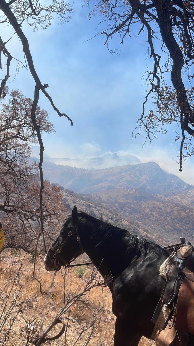 fatiimapes's tweet photo. 🚨 URGENTE: Se necesita ayuda inmediata. Un incendio se está propagando rápidamente en Arizpe, Sonora en la sierra “Los Azulitos”Hay riesgo para personas, viviendas y fauna local.
@ProteccionCivil @BomberosMX @GobiernoMX
Por favor, envíen apoyo. ¡Cada minuto cuenta! 🙏
#Incendio https://t.co/ua47PazFbh