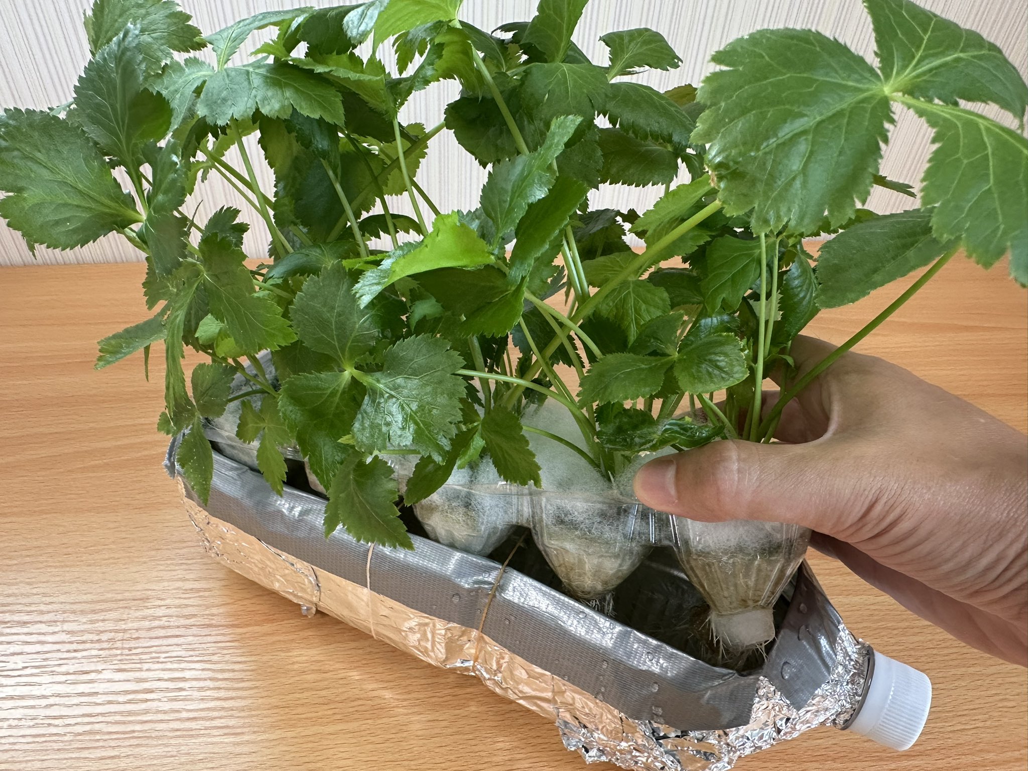 三つ葉 水 耕 栽培