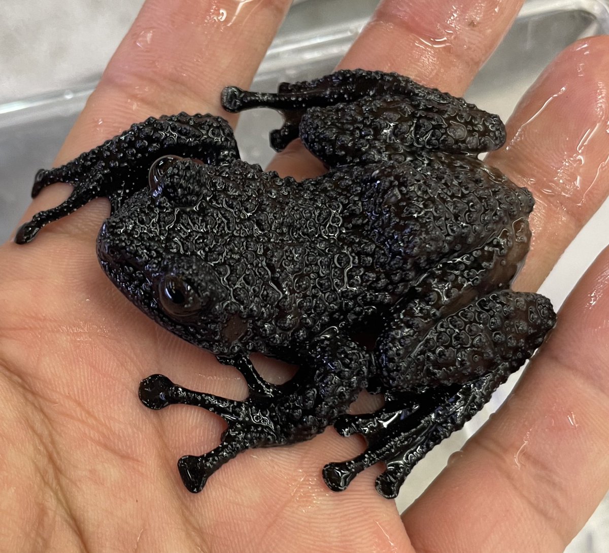 【s365】黒猫カエル（プロフ読んで下さい❣）さま専用・お取り置き 本日13時OPENです‼️ 新着紹介🐸 ・リャボフコケガエル 2匹入荷