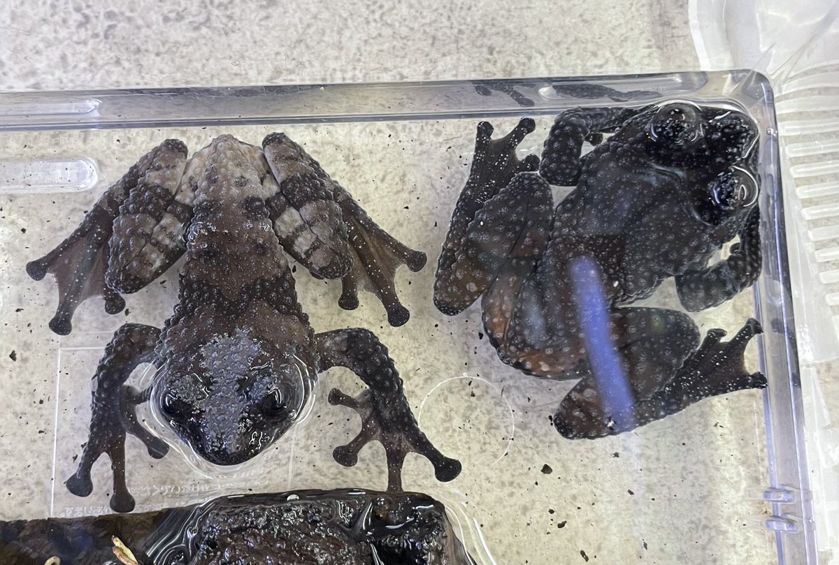 本日13時OPENです‼️ 新着紹介🐸 ・リャボフコケガエル 2匹入荷