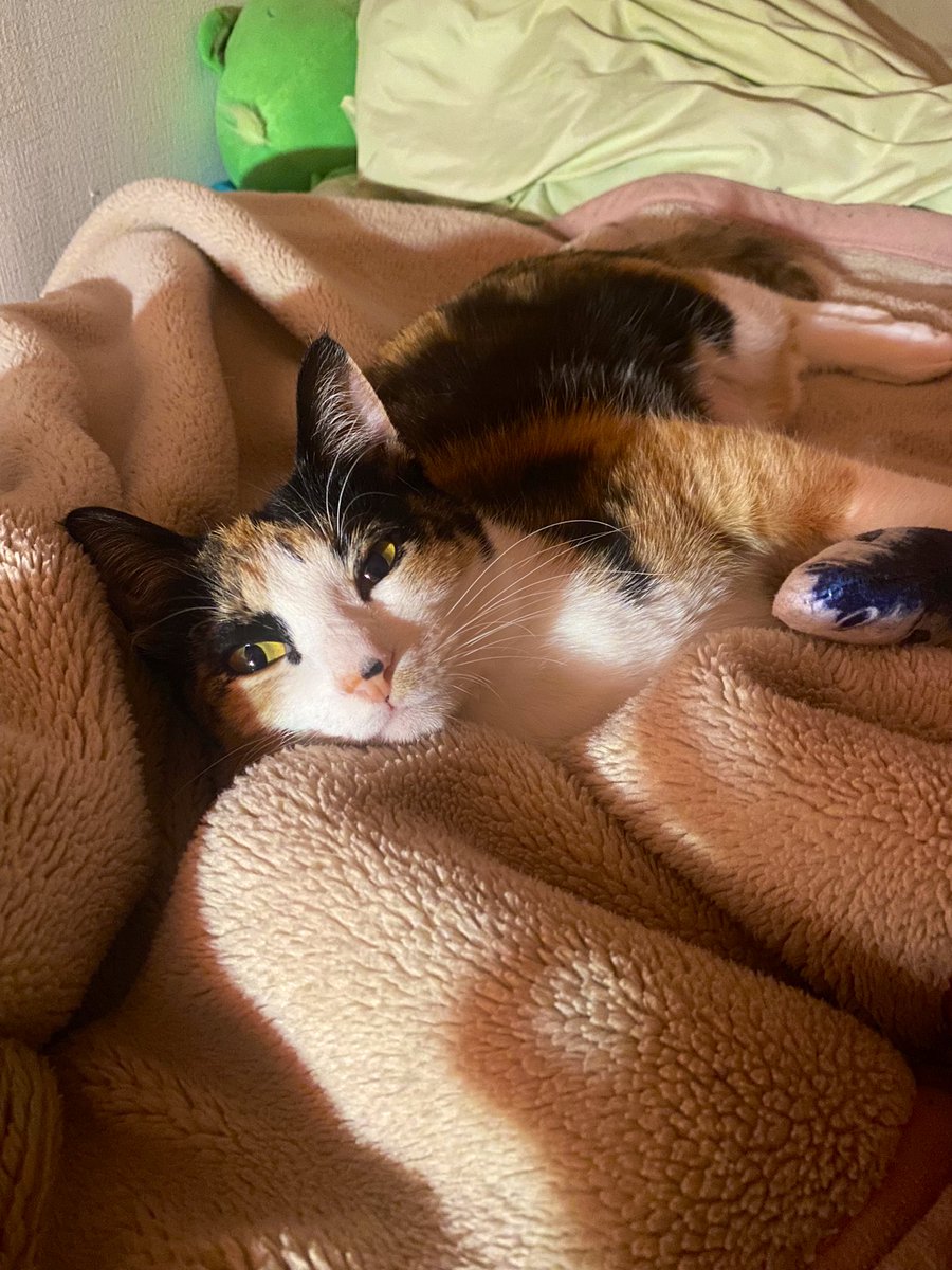 眠そうだねえ

#猫のいる生活 
#猫のいるしあわせ 
#猫好きさんと繫がりたい