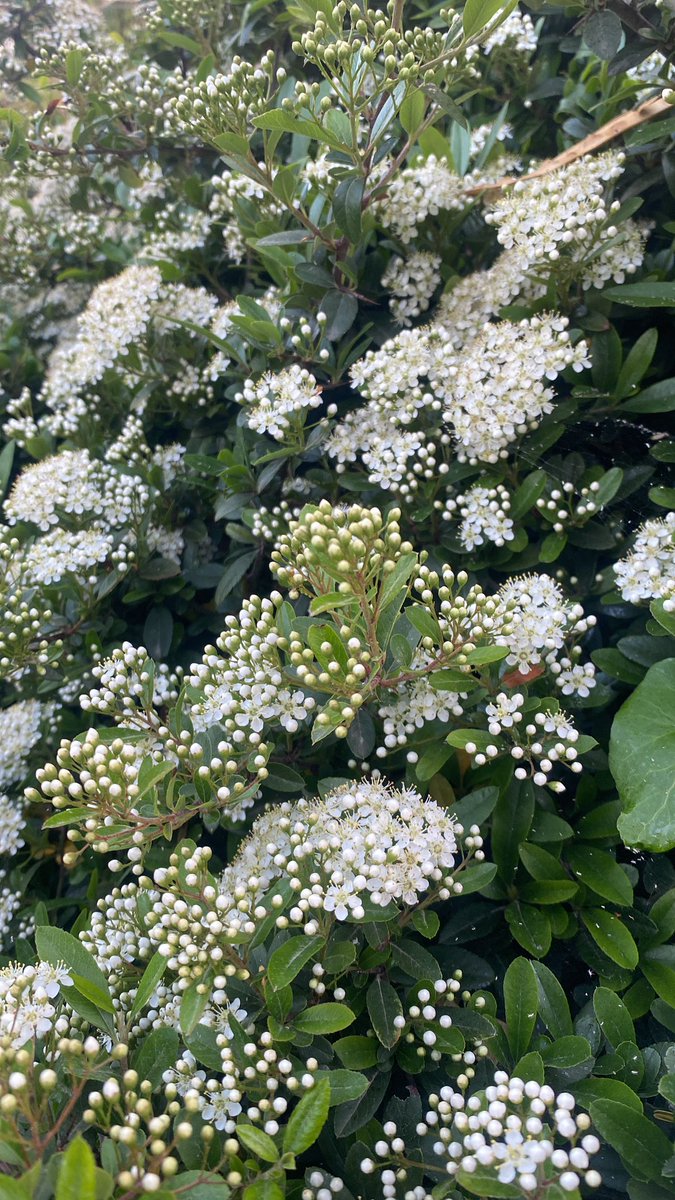 Doğal yatkınlıkları kuvvetli bir arzuya dönüştüğünde, insan amacına doğru kanatlı çizmelerle yol alır.

#life #nature #flowers #music 
Nikola Tesla