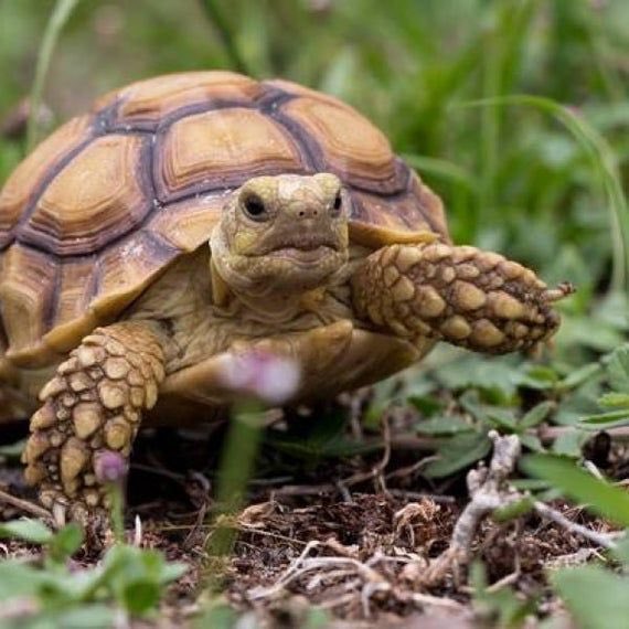 Turtles are beautiful, magnificent creatures that are able to survive for decades.

On this World Turtle Day, let's make sure we are doing our part to help protect our beloved underwater friends. Every time we say no to plastic, a marine creature lives another day!